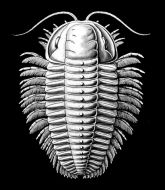 Mixed Martial Arts Management - Scarlet Scorpion
